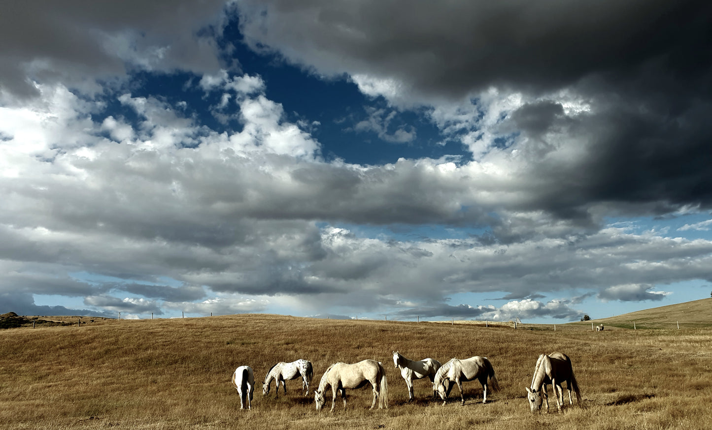 Who's going to ride your wild horses, Print